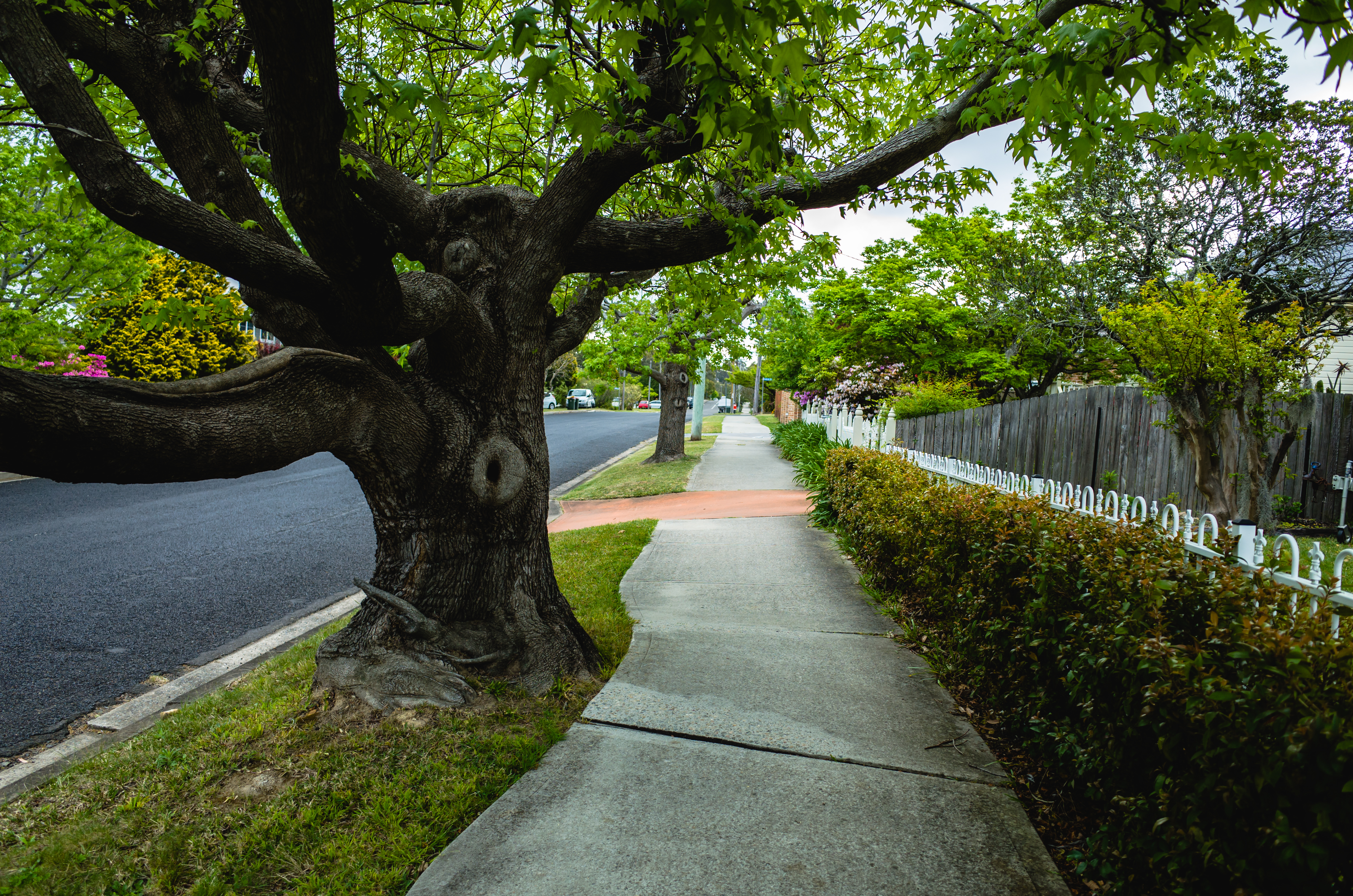 trees on residential street.jpg