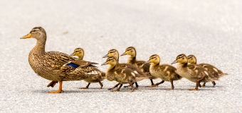 Ducks In A Row (1)
